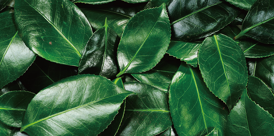 椿の葉から抽出した希少成分クチクラ