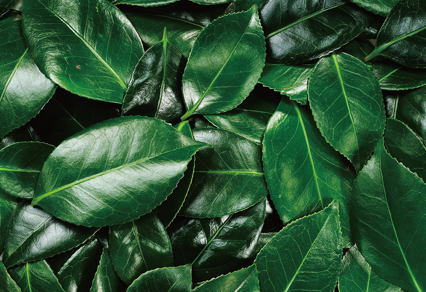 椿の葉から抽出した希少成分クチクラ