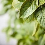 ハリ・弾力・補給